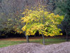 Two trees