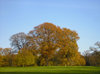 Autumn tree 1