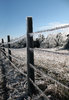 Ice Storm