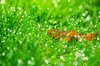 Morning dew 1