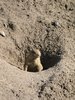 black-tailed prairie dog