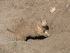 black-tailed prairie dog 2