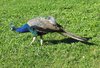 peacock