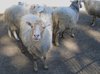 skudde sheep