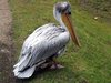 pelican