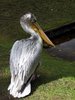 pelican 3