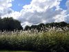 reed in a park