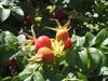rose hips