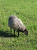 grazing sheep