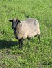 sheep on a meadow