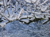 icy branches