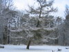 winter tree