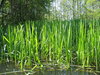 reeds in the sun at Spree Fore