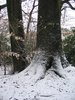 snowy tree