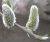 willow catkin 2
