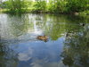 keep on swimming