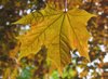 sunny autumn leaf