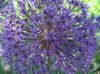 allium flower ball 2