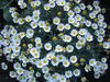 marguerites or camomile?