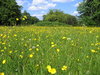 wild flower meadow