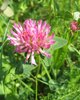 red clover blossom