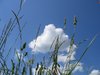growing skywards