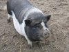 pot-bellied pig