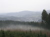 foggy forest