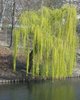 weeping willow at a lake