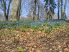 sea of blue wildflowers