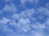 seagulls