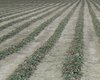 strawberry fields forever