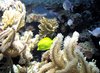 sea life with a yellow tang