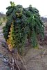 organic green cabbage