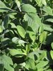 sage plants