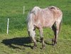 horse on meadow