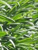 lavender leaves
