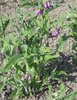common comfrey