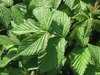 meadowsweet