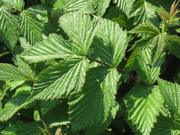 meadowsweet: Meadowsweet is an herbal medicine used to treat a number of stomach problems, such as heartburn, stomach ulcers, and diarrhea. Other names for Meadowsweet include: Dropwort, Filipendula, and Queen of the Meadow herb.