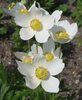 anemone - wind flower