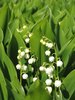 lilies of the valley