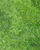 wild fennel