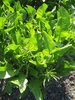 horseradish