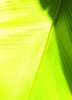 palm leaf texture
