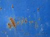 blue rust