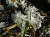 Winter Flowers
