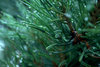 Pine