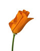 Real California Poppy