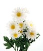 Silk Flowers